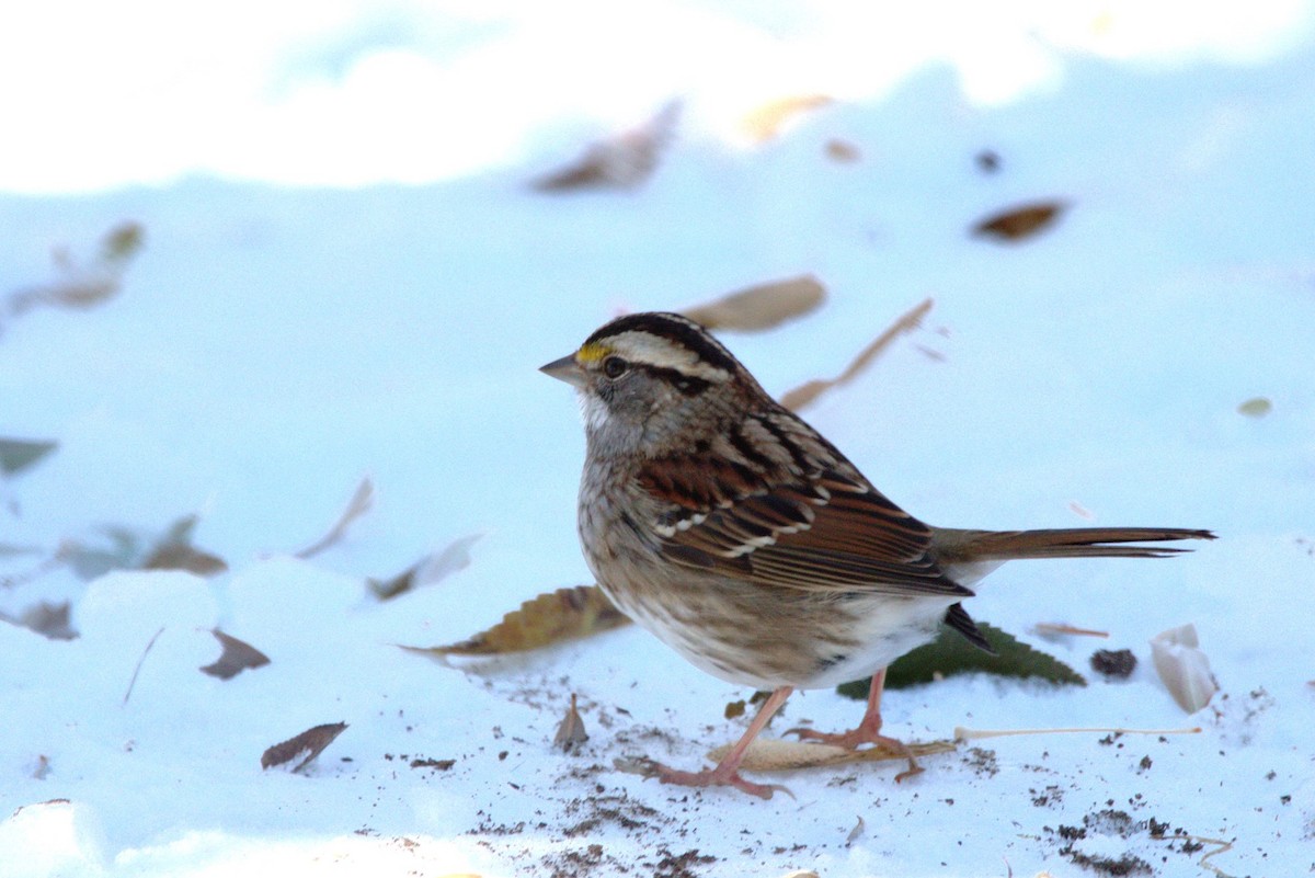 White-throated Sparrow - John Corden