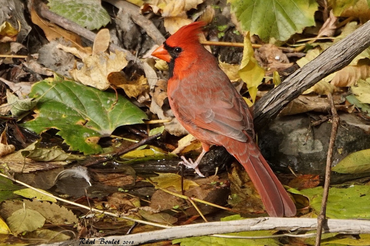Northern Cardinal - Réal Boulet 🦆
