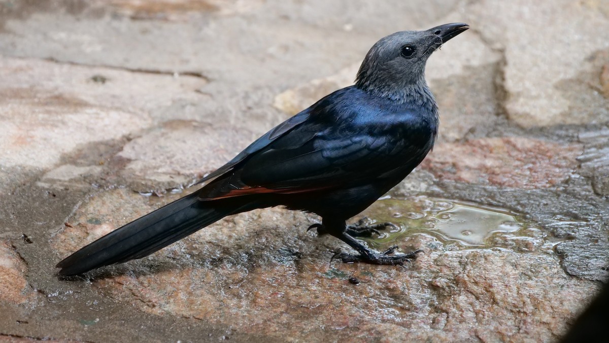 Red-winged Starling - ML119453851