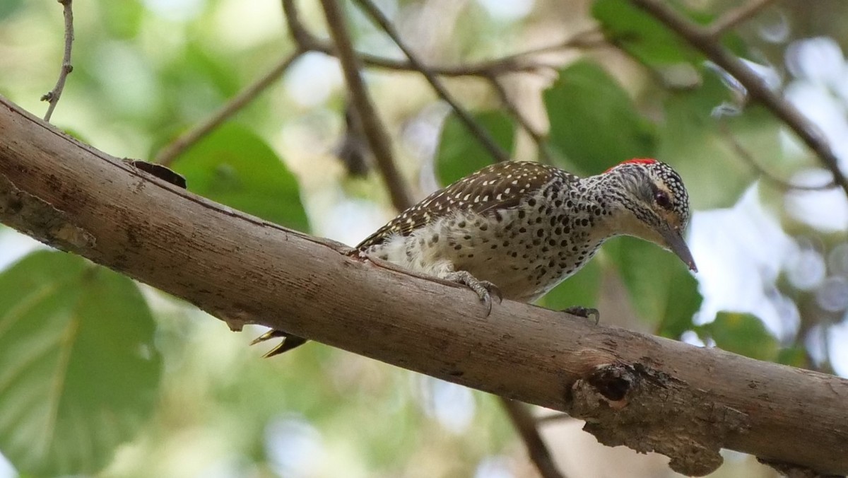 Nubian Woodpecker - ML119453891