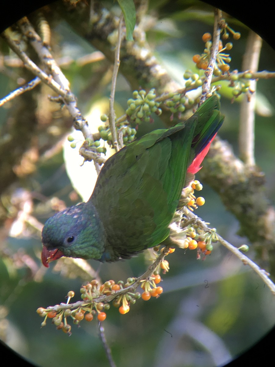 Red-billed Parrot - Efrain Toapanta