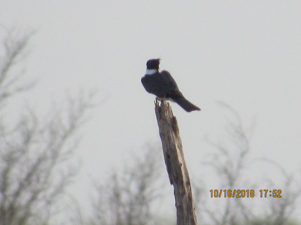 Belted Kingfisher - ML119455531