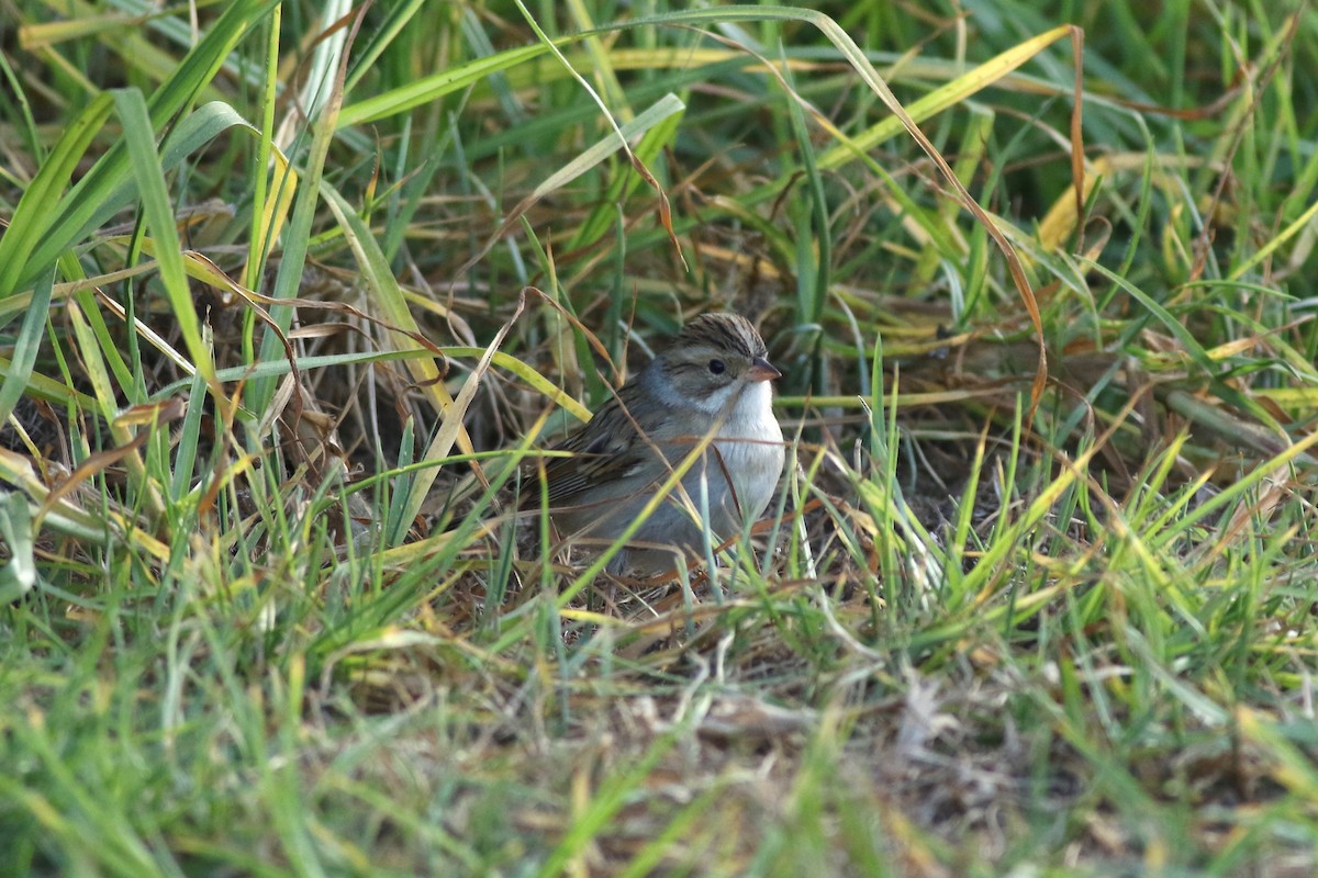 Clay-colored Sparrow - ML119458541