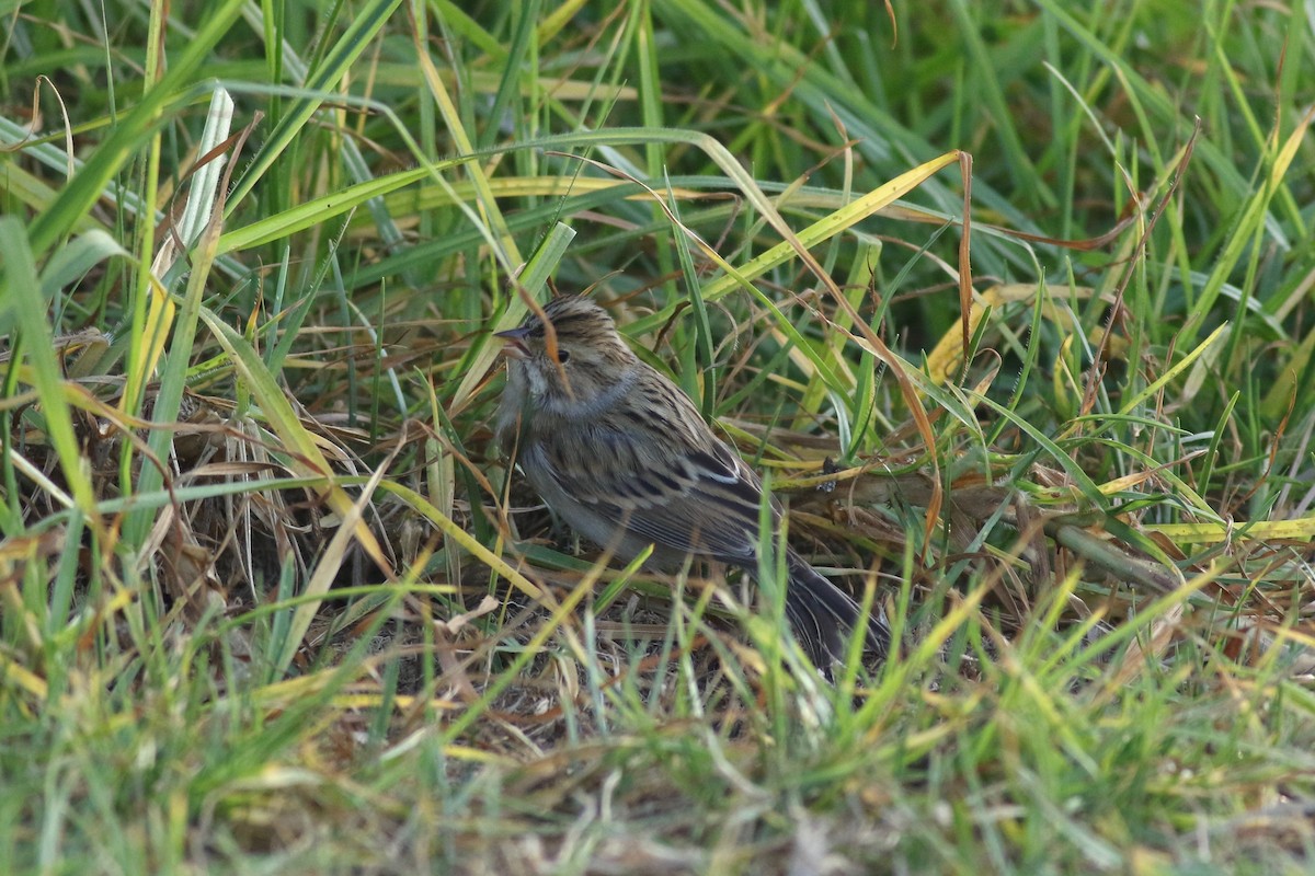 Clay-colored Sparrow - ML119458551