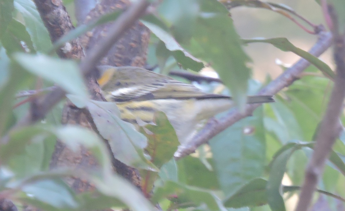 Cape May Warbler - Matthew Campbell