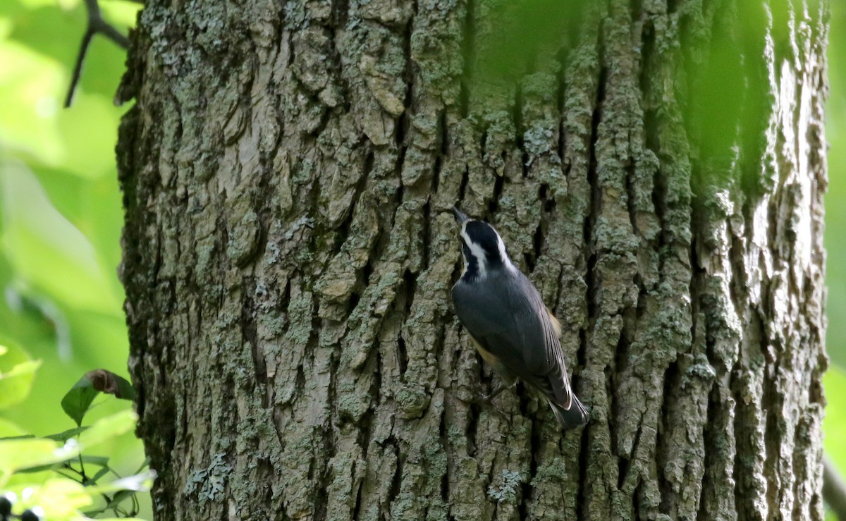 Red-breasted Nuthatch - Jay McGowan