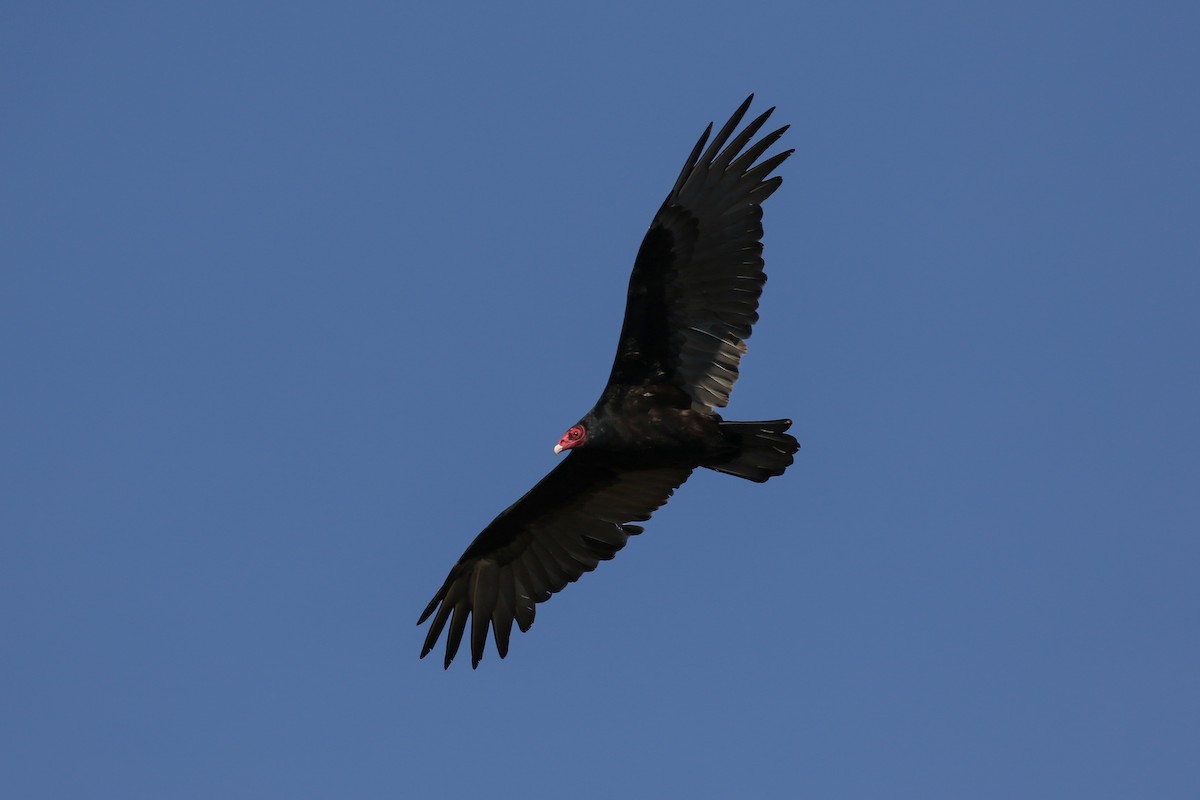 Turkey Vulture - ML119464561
