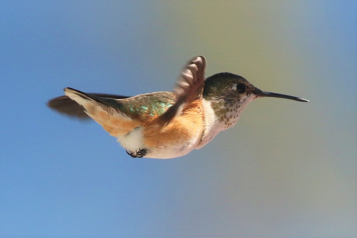 Rufous Hummingbird - ML119469121