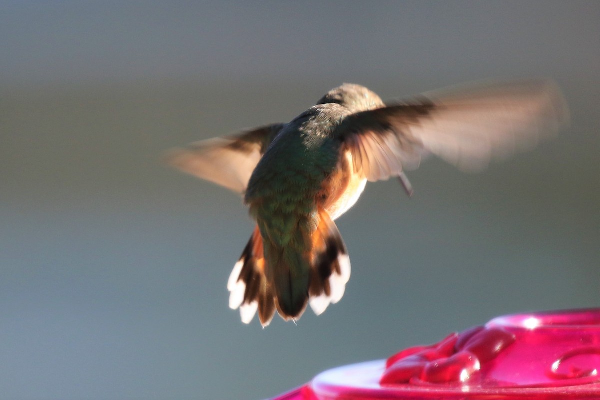 Rufous Hummingbird - ML119469131