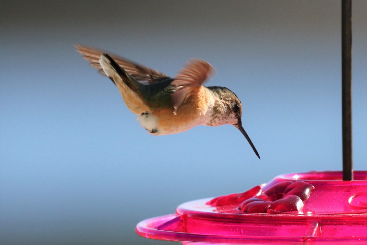 Rufous Hummingbird - Eric Gustafson