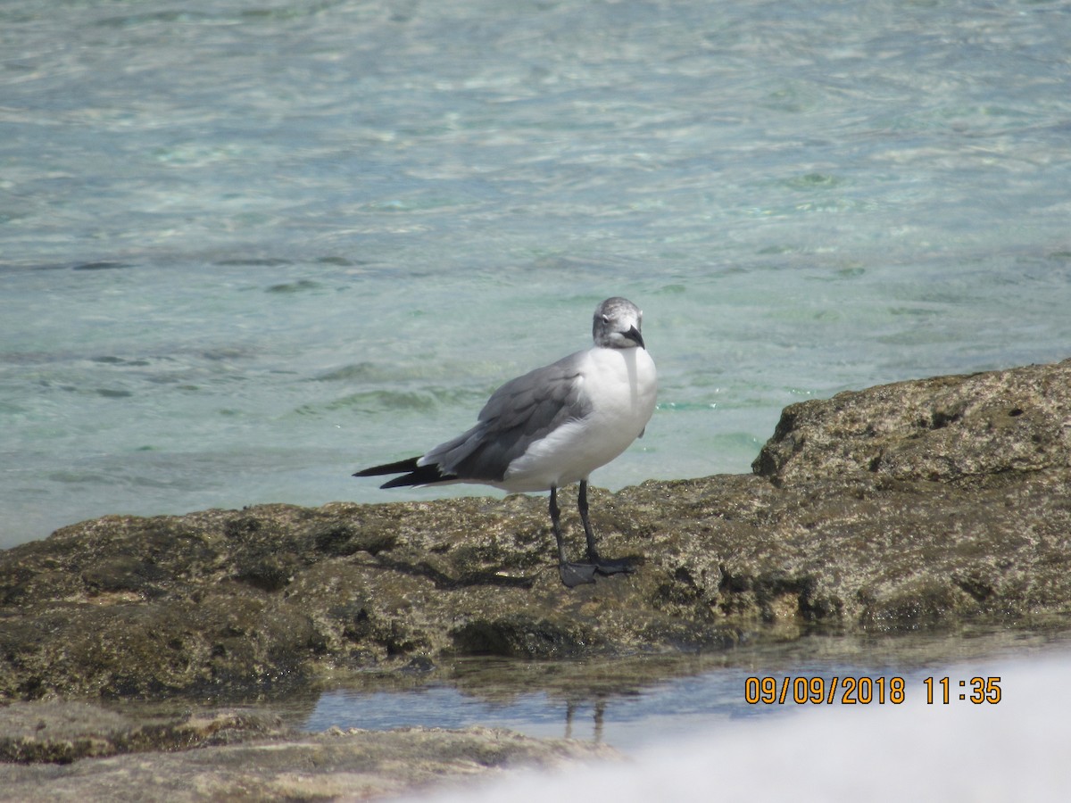 Laughing Gull - Vivian F. Moultrie