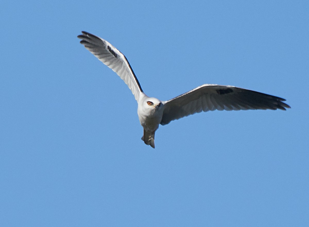 White-tailed Kite - ML119470551