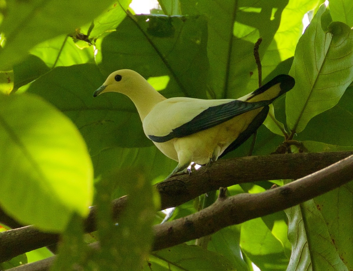 Pied Imperial-Pigeon - ML119473631