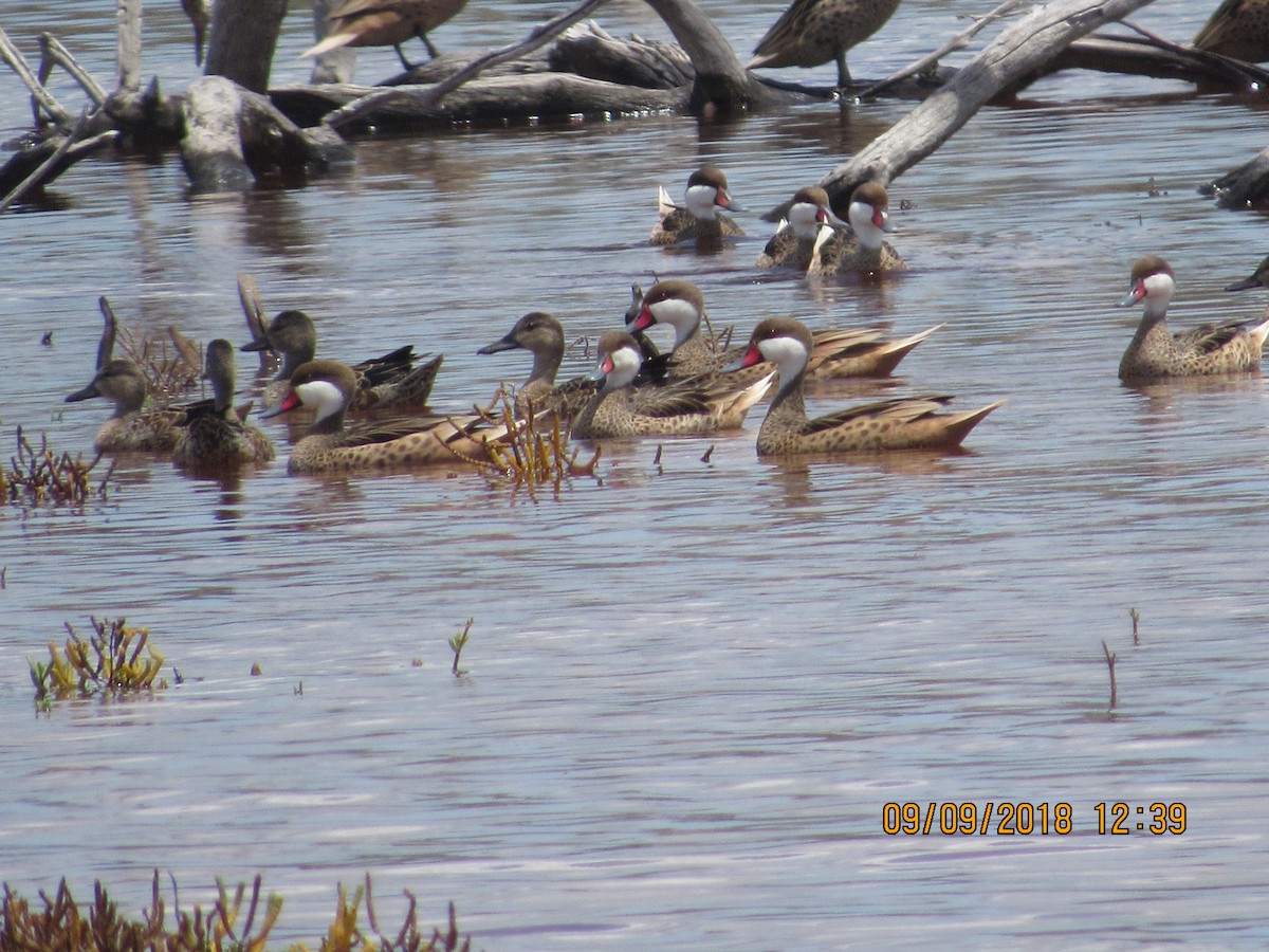 Blue-winged Teal - ML119474001