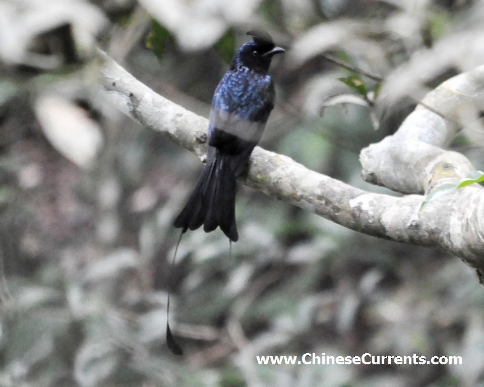 Greater Racket-tailed Drongo - Steve Bale