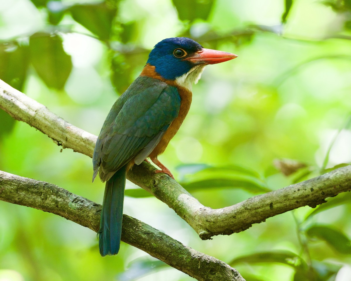 Green-backed Kingfisher (Blue-headed) - Scott Baker