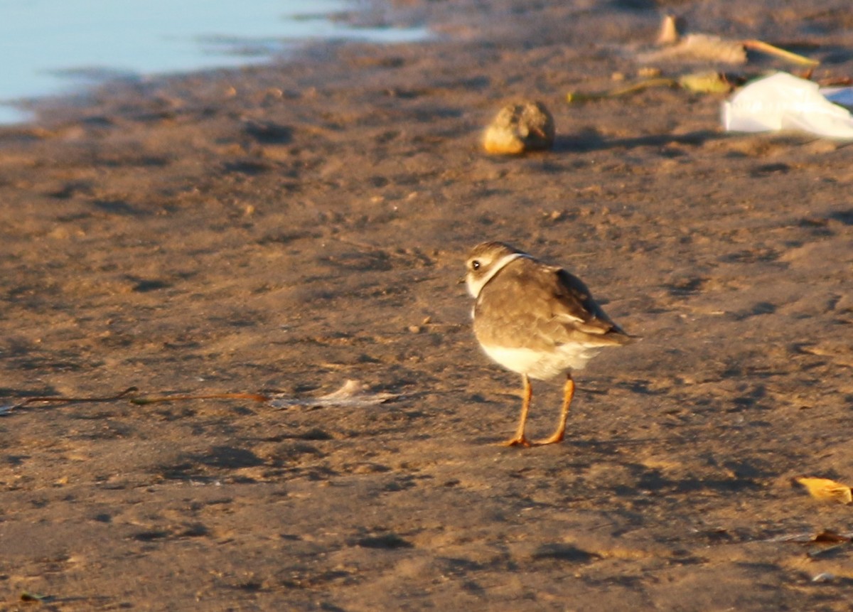Semipalmated Plover - Andrew S. Aldrich