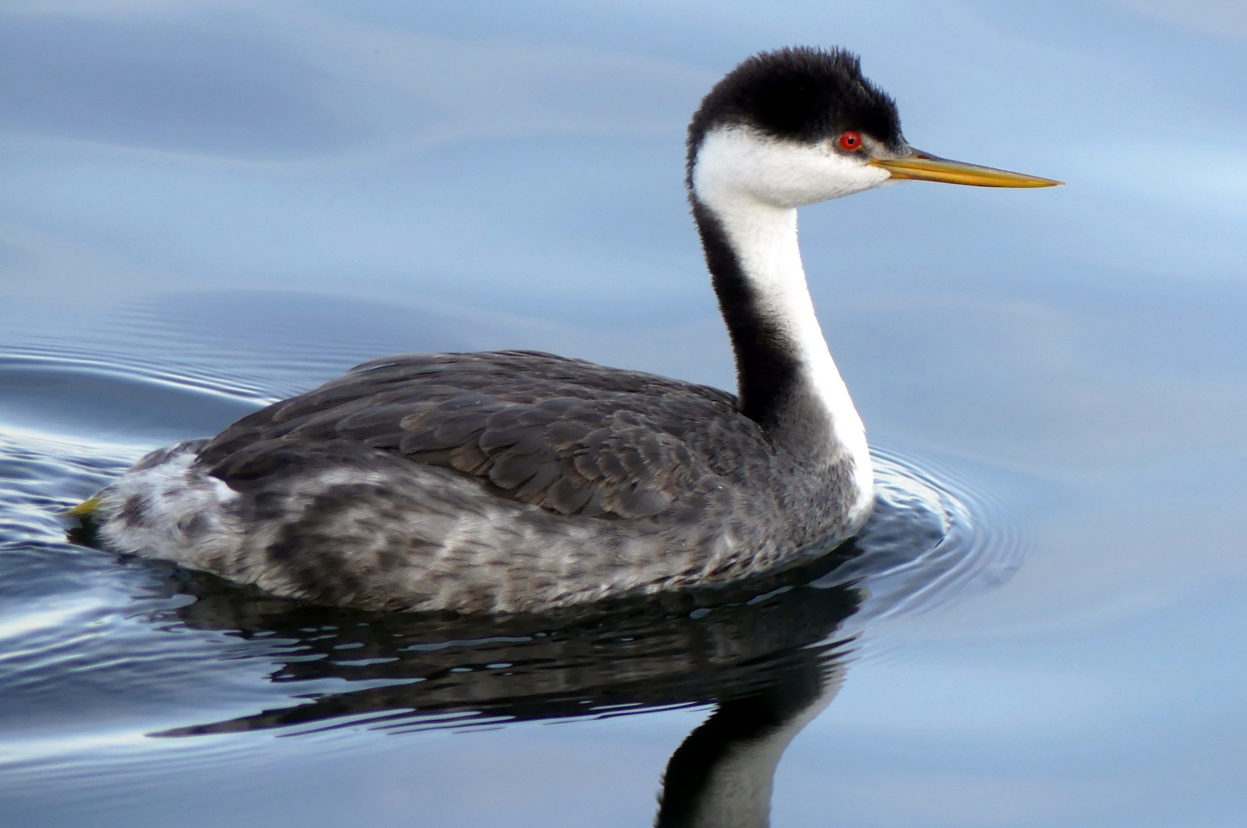 Renn X Clarktaucher Hybrid Ebird