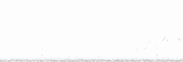アナホリフクロウ（hypugaea／rostrata） - ML119478
