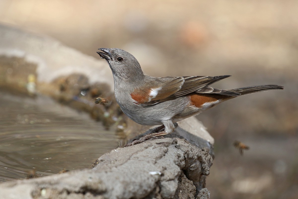 Swahili Sparrow - Charley Hesse TROPICAL BIRDING