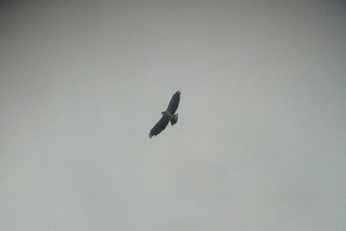 Short-tailed Hawk - ML119478911