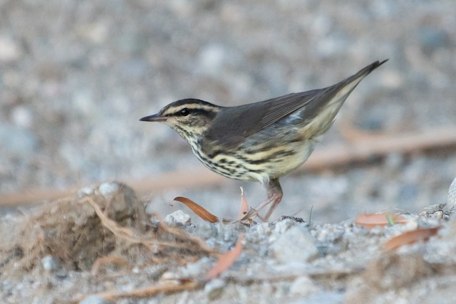 Northern Waterthrush