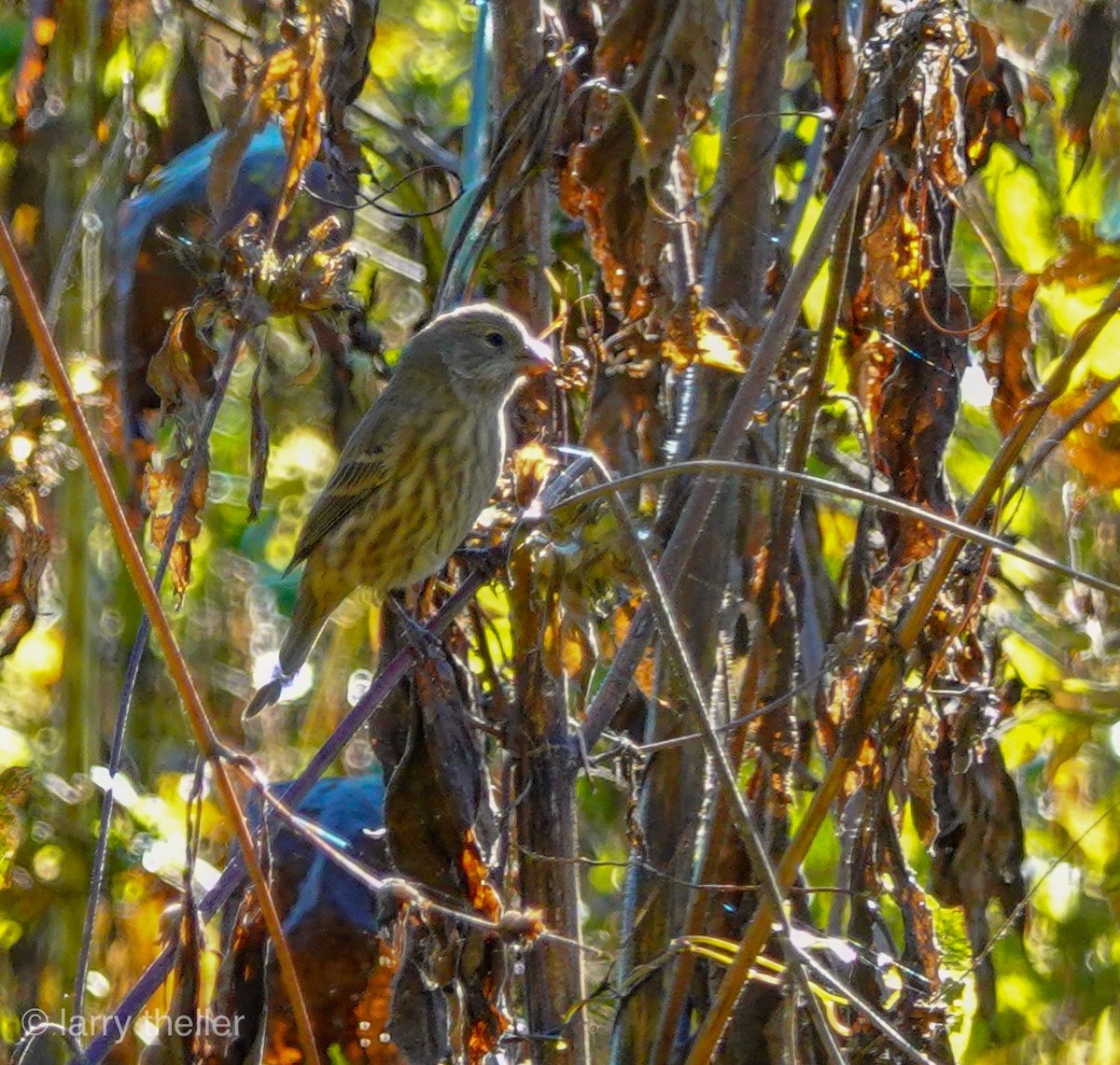 House Finch - Larry Theller