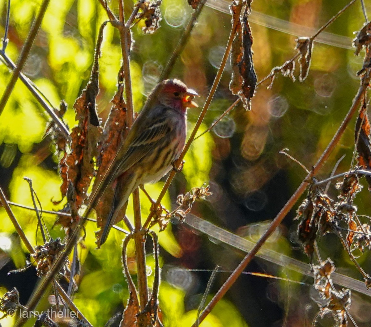 House Finch - Larry Theller