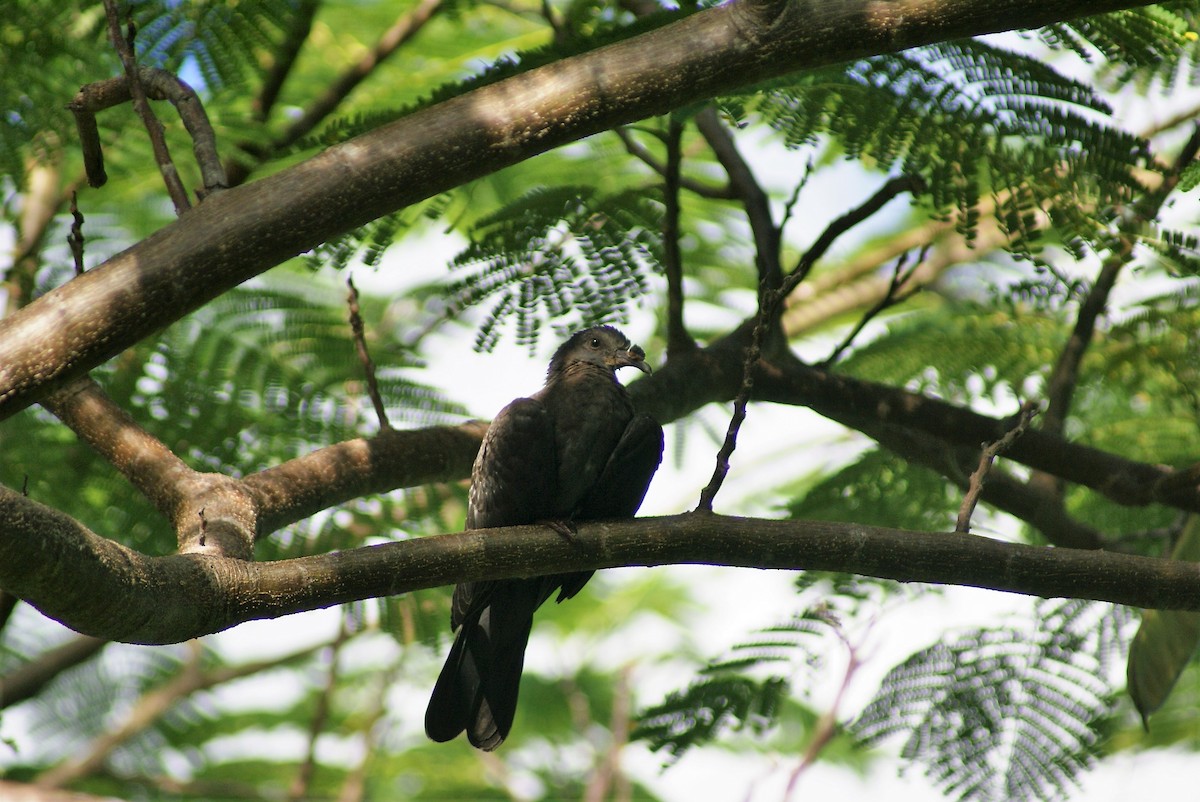 White-crowned Pigeon - ML119482341
