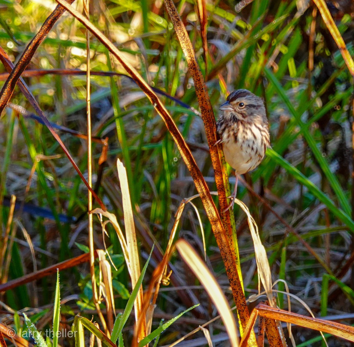 Song Sparrow - Larry Theller