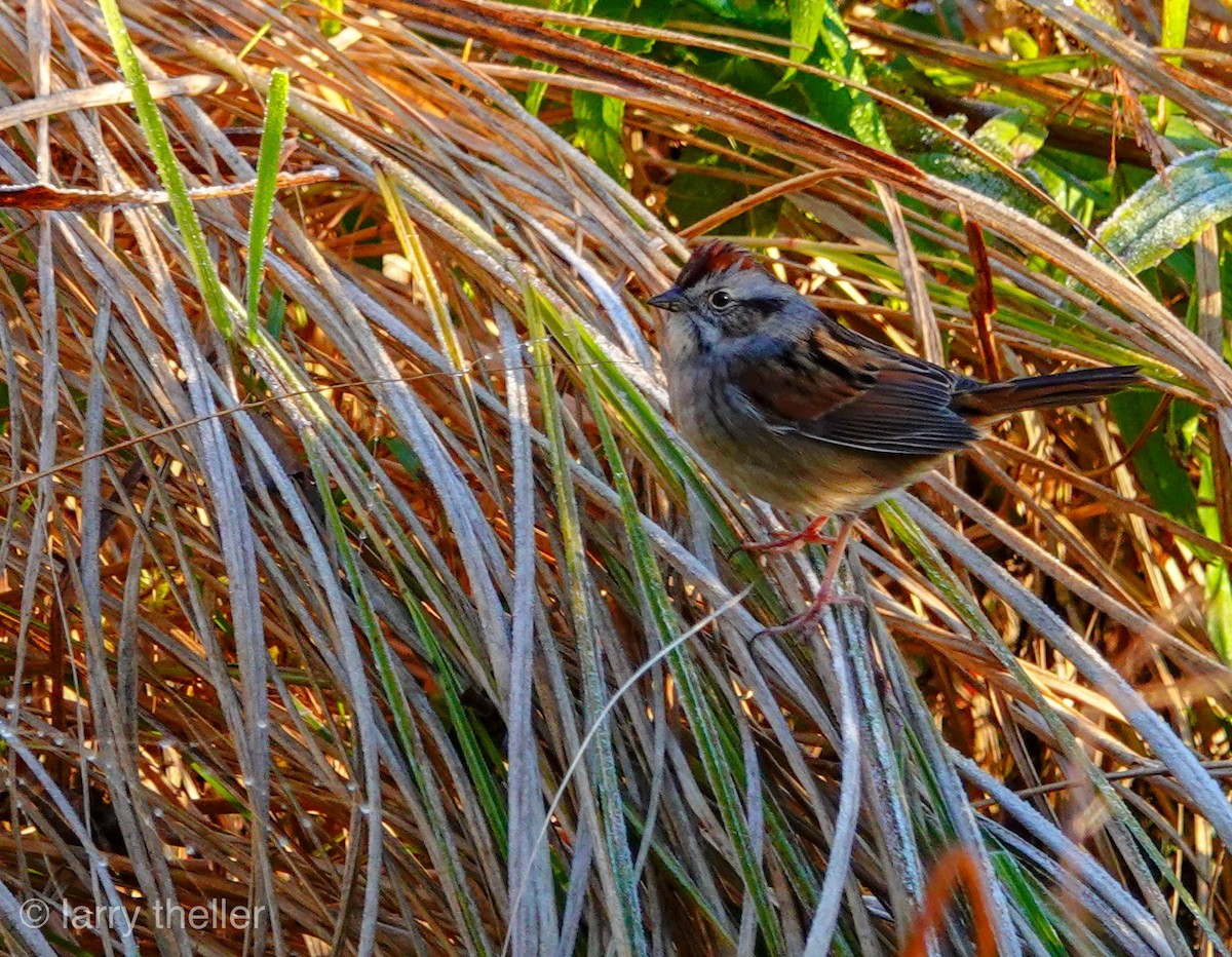 Swamp Sparrow - Larry Theller