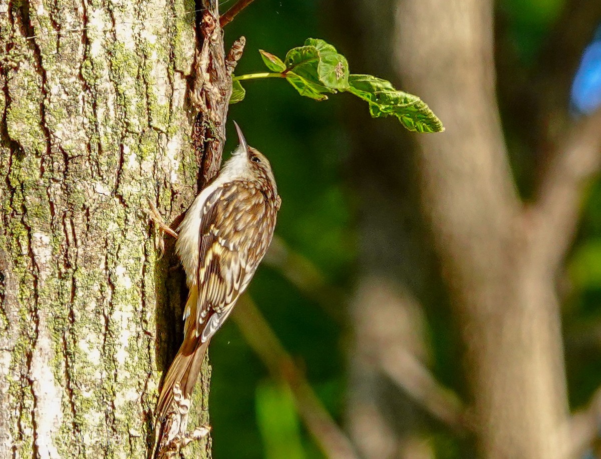 Brown Creeper - Larry Theller