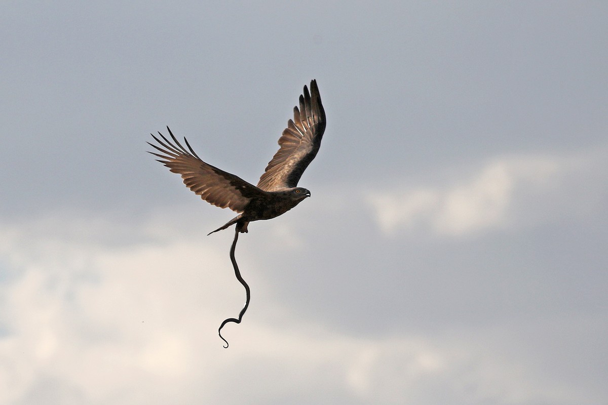 Brown Snake-Eagle - Charley Hesse TROPICAL BIRDING