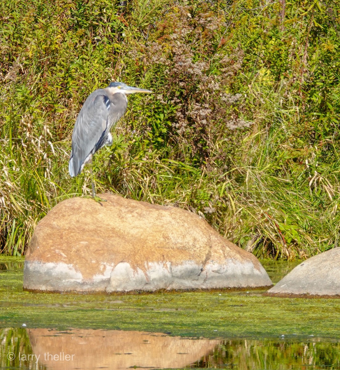 Great Blue Heron - Larry Theller