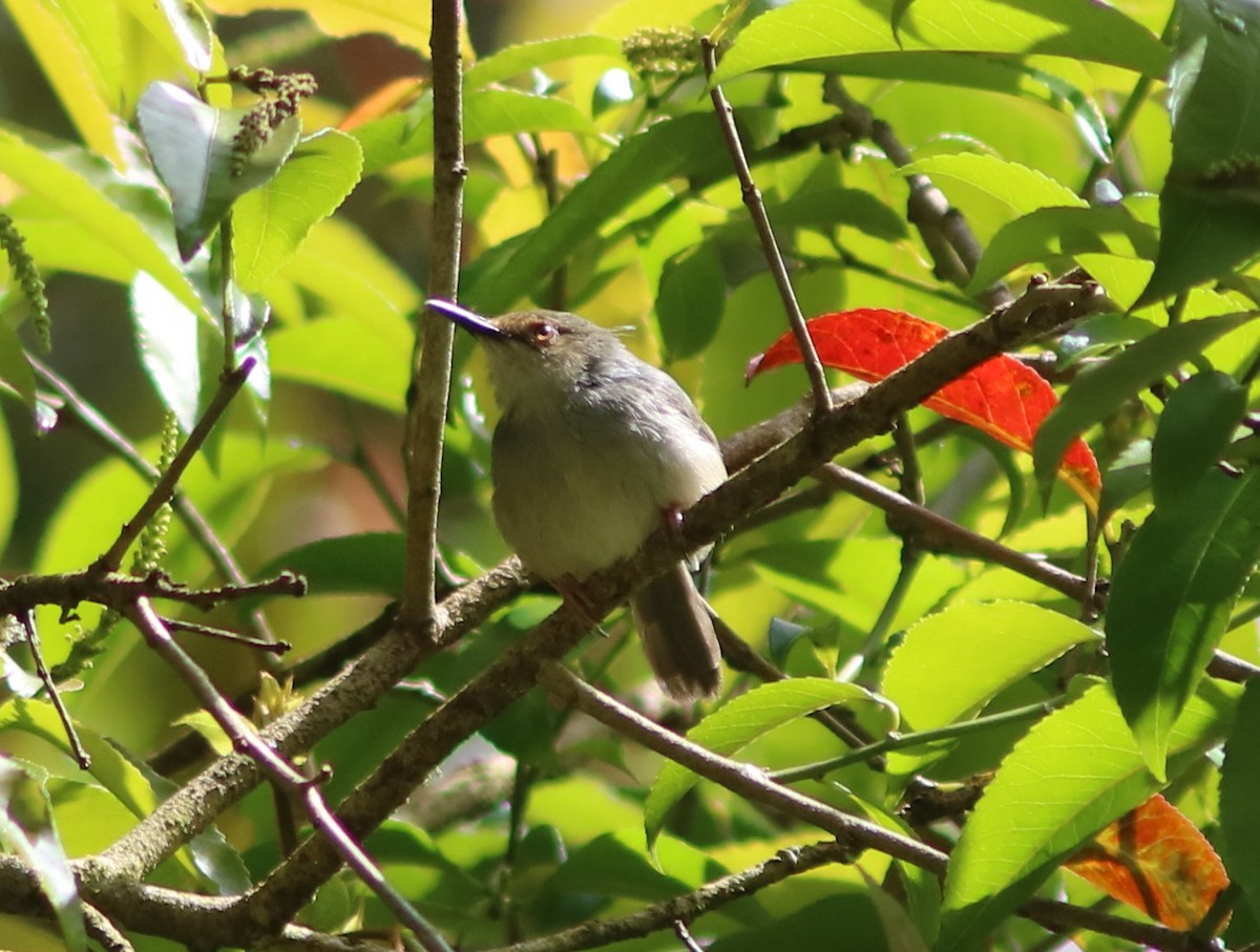 Long-billed Tailorbird (Long-billed) - ML119486011