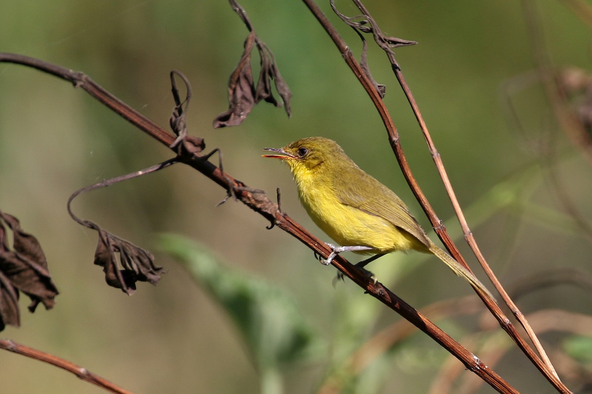Mountain Yellow-Warbler - Charley Hesse TROPICAL BIRDING