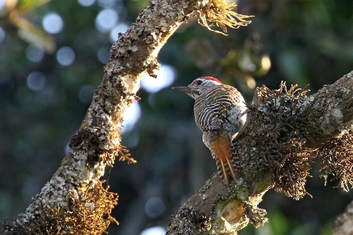 Cardinal Woodpecker - Charley Hesse TROPICAL BIRDING