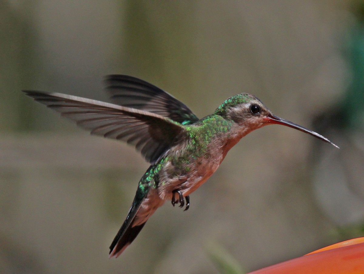 Broad-billed Hummingbird - ML119492471