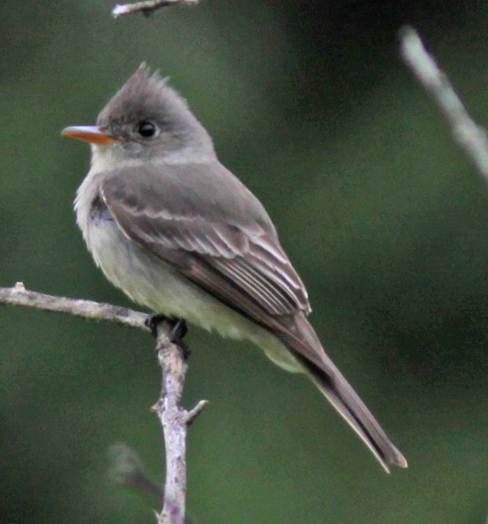 Greater Pewee - Larry Sirvio