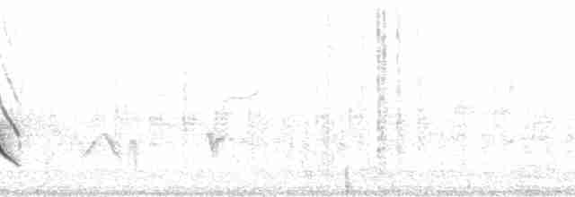 Віреон короткокрилий (підвид pusillus) - ML119495