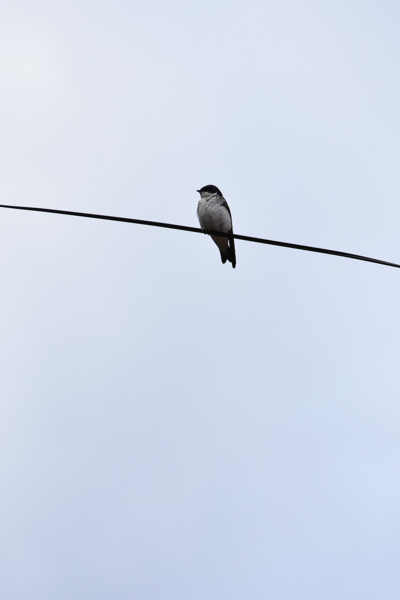 Chilean Swallow - Sara Newman