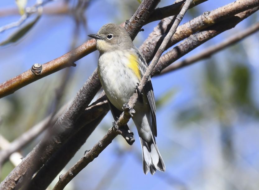 Yellow-rumped Warbler (Audubon's) - ML119498831