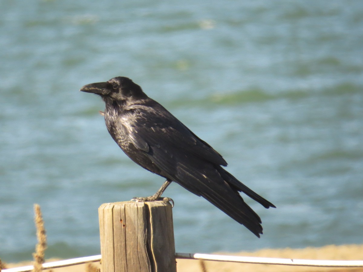 Common Raven - Bob Greenleaf