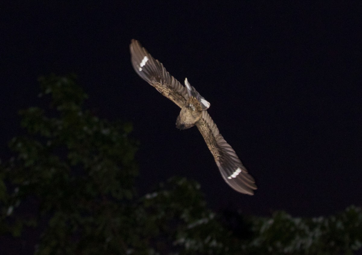Large-tailed Nightjar - Scott Baker