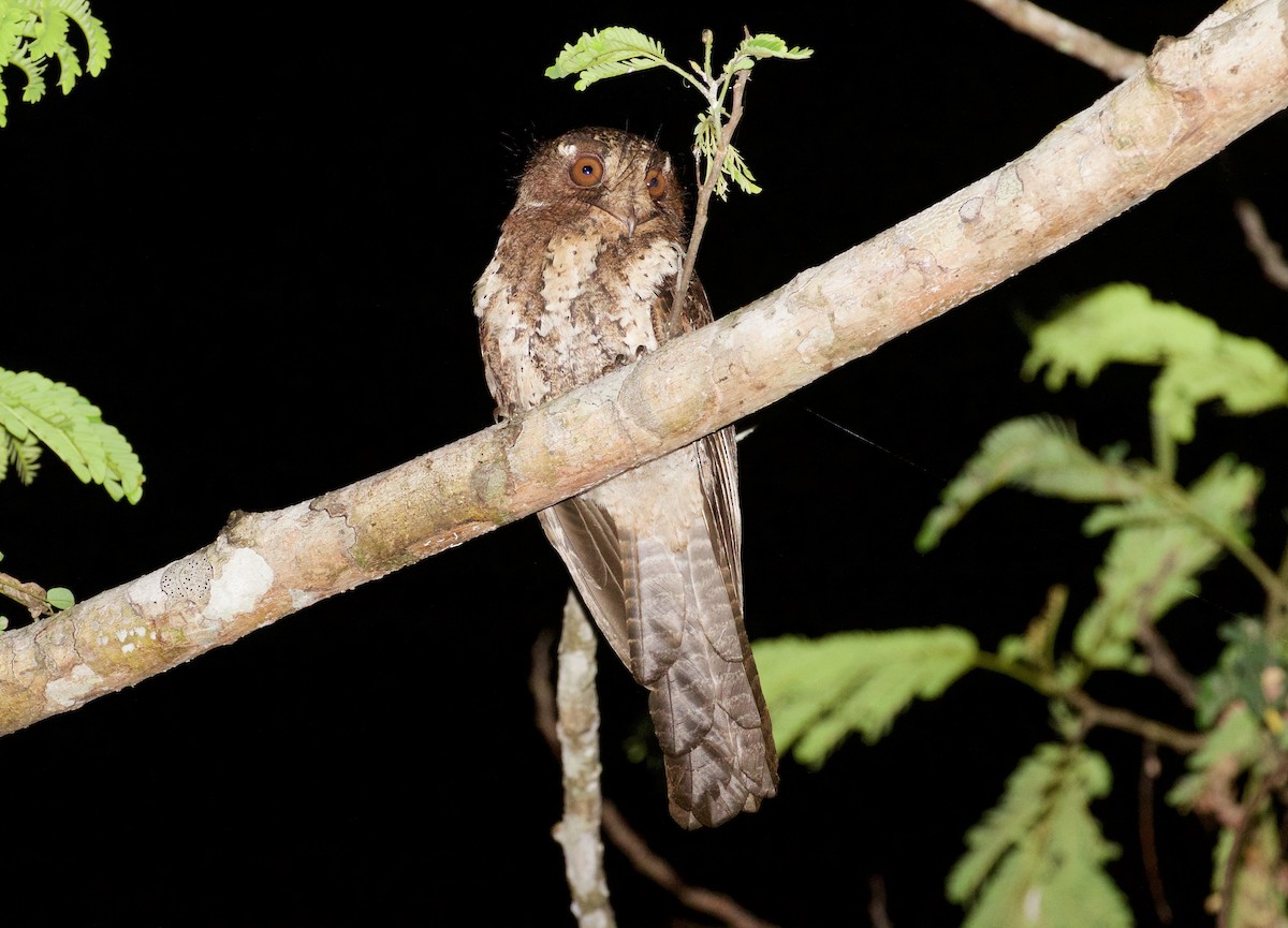 Moluccan Owlet-nightjar - ML119502561