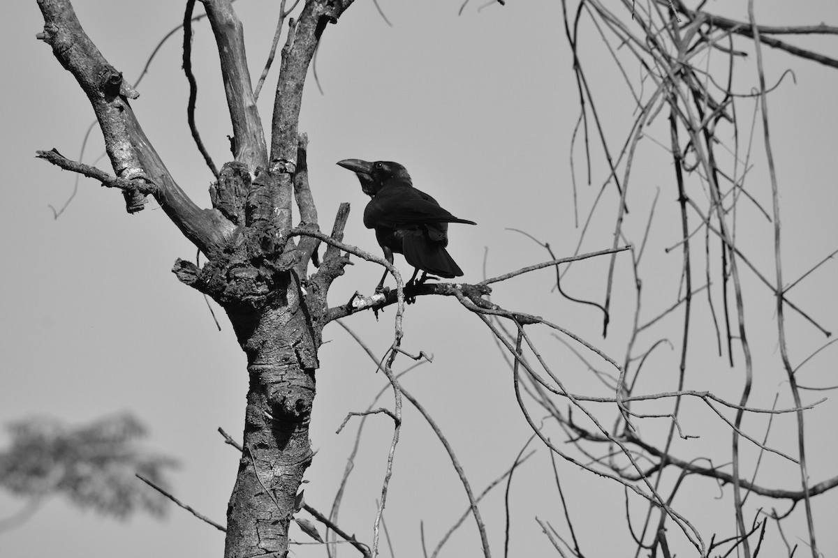 Large-billed Crow - Sipu Kumar