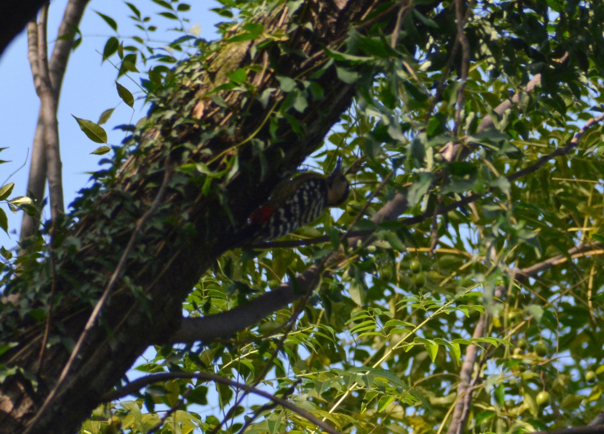 Fulvous-breasted Woodpecker - Sipu Kumar