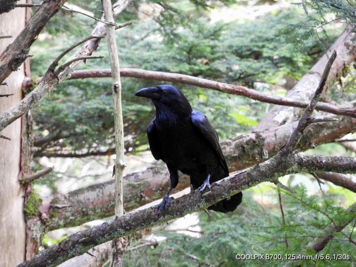 Common Raven - Larry Joseph