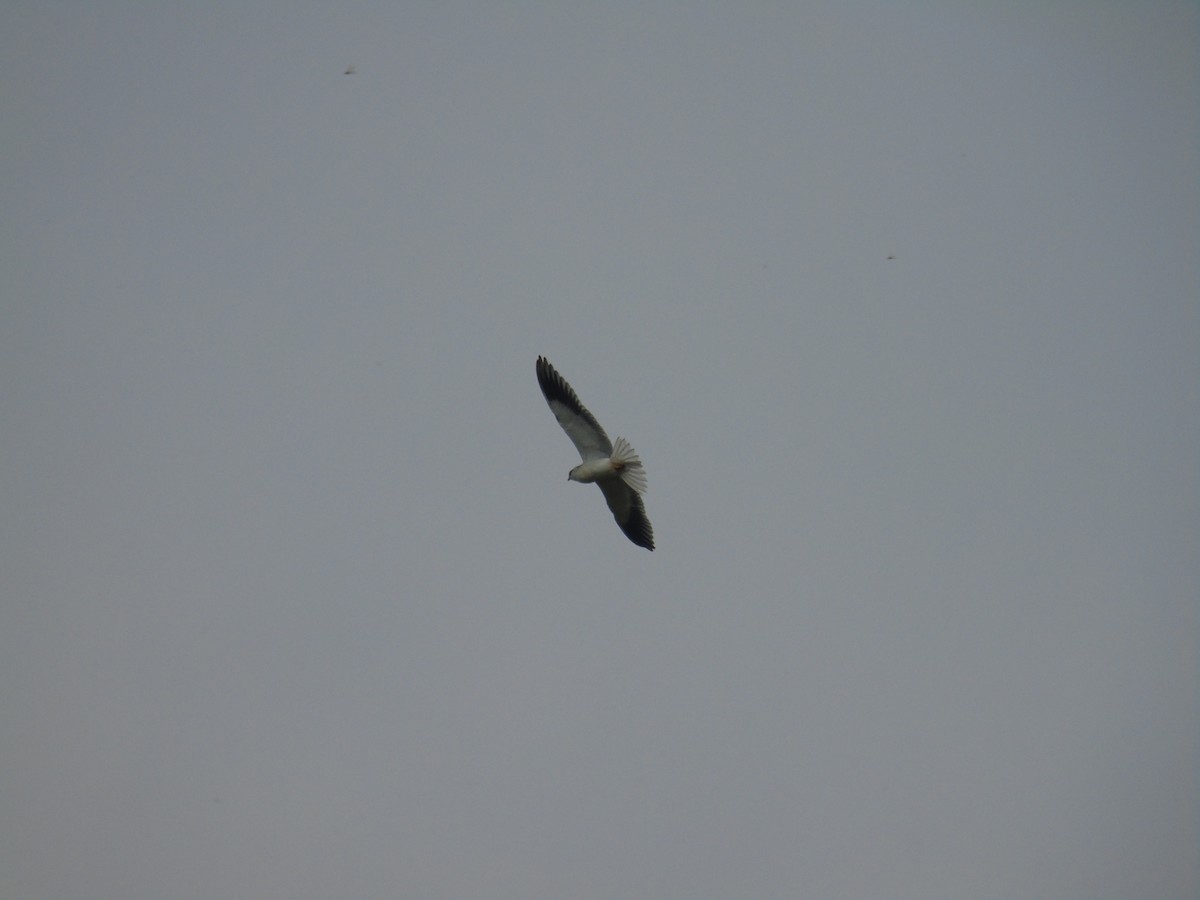 Black-winged Kite - ML119508051