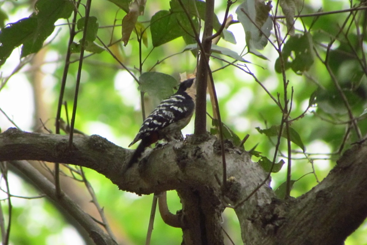 Fulvous-breasted Woodpecker - ML119509251